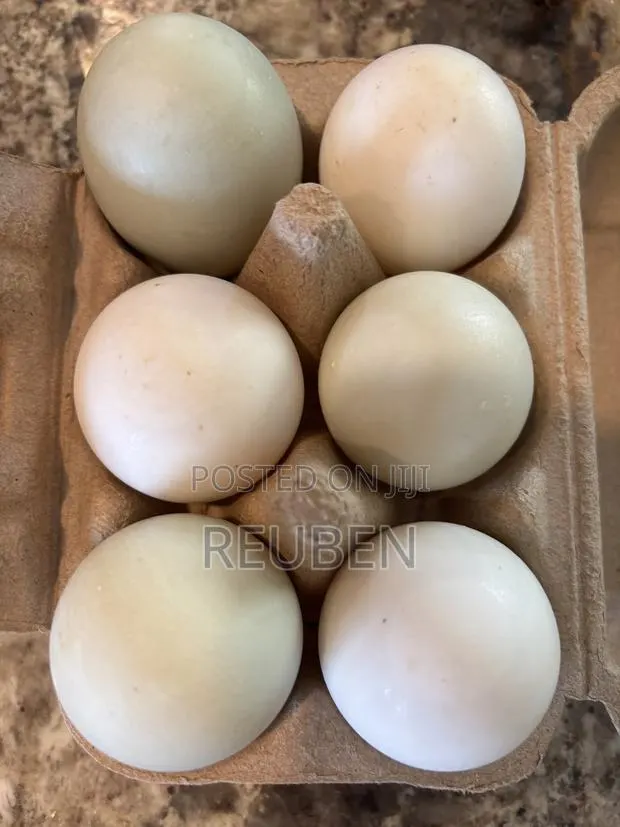 Fertilized Duck Eggs for Sale · Photo 1