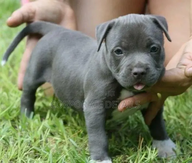 1-3 months Male Purebred American Pit Bull Terrier · Photo 1