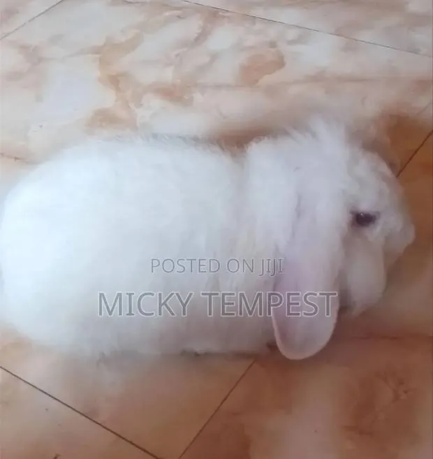 Rabbits Bunnies · Photo 1