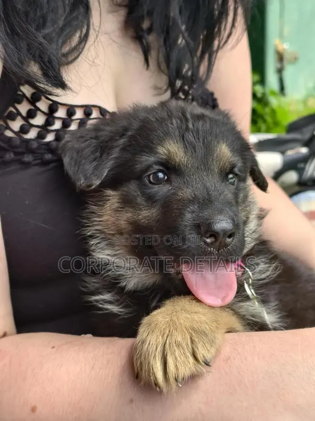 1-3 months Female Purebred German Shepherd · Photo 1