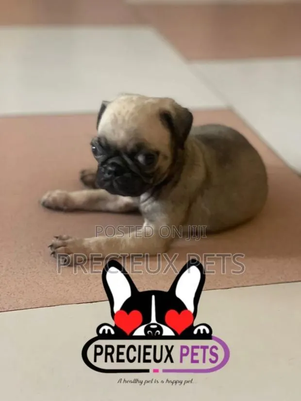 1-3 months Male Purebred Pug · Photo 1