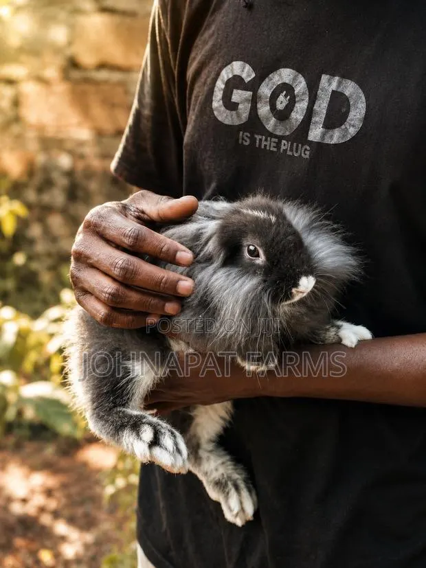 Healthy Rabbit for Pet · Photo 1