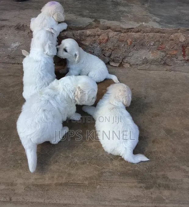 1-3 months Female Purebred Maltese · Photo 1