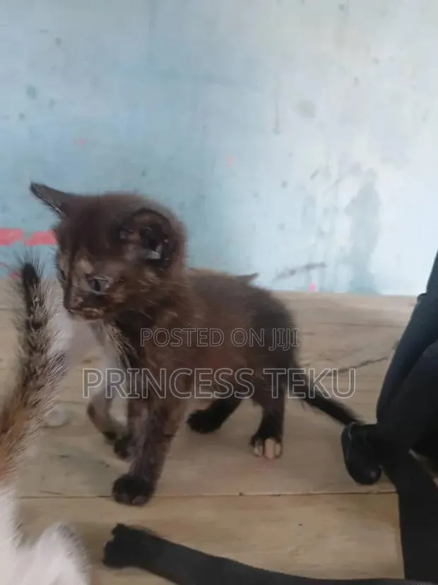 1-3 months Female Purebred Cat · Photo 1