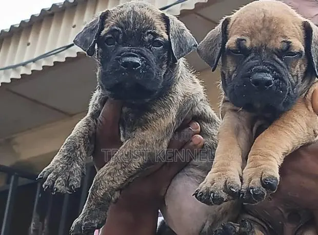 1-3 months Male Purebred Boerboel · Photo 1