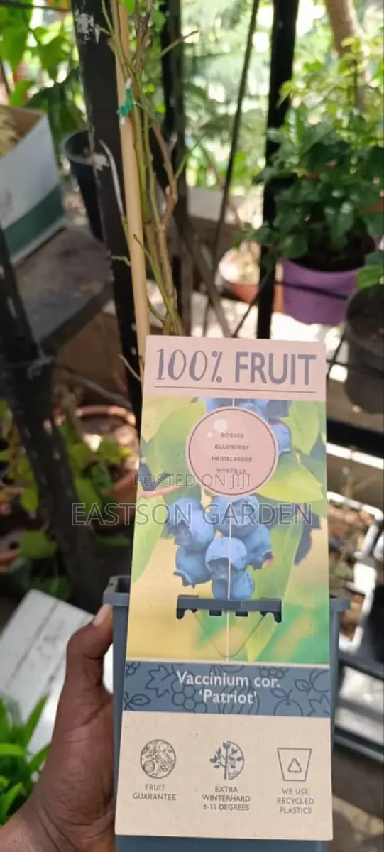 Exotic Blueberry Seedlings · Photo 1