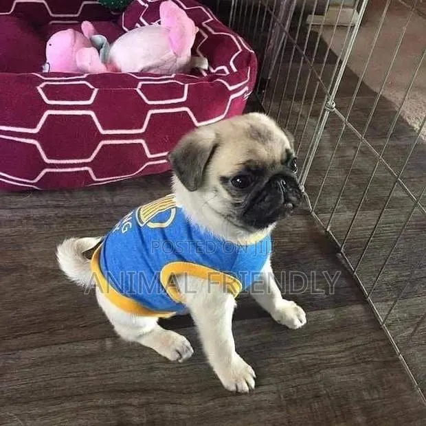1-3 months Male Purebred Pug · Photo 1