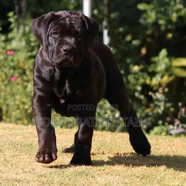 1-3 months Male Purebred Boerboel · Photo 1