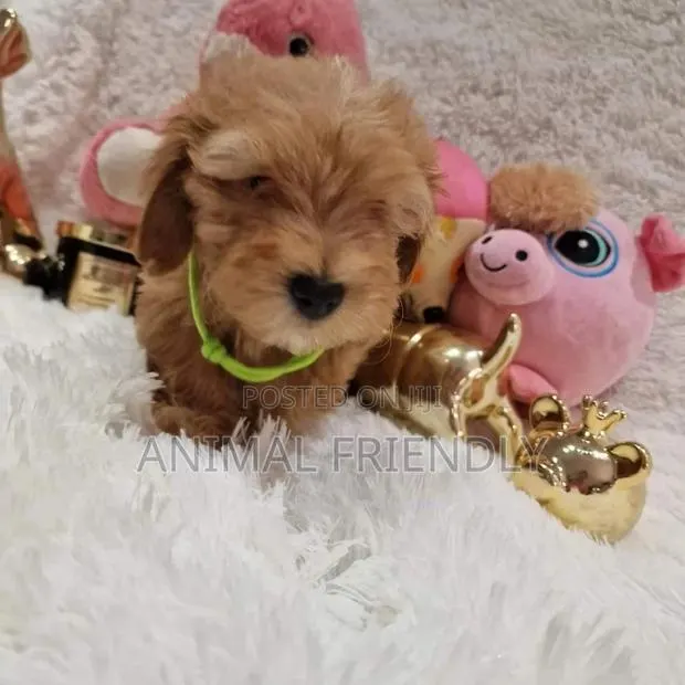 1-3 months Female Purebred Poodle · Photo 1
