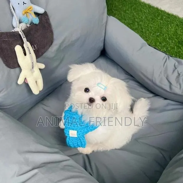 1-3 months Female Purebred Poodle · Photo 1