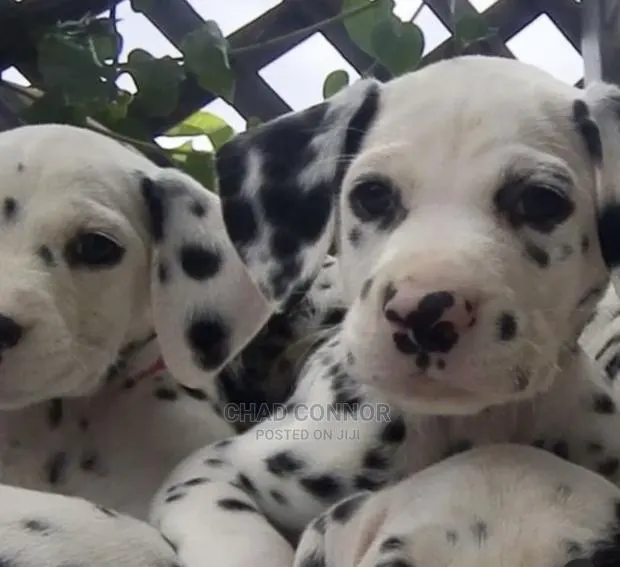 1-3 months Male Purebred Dalmatian · Photo 1