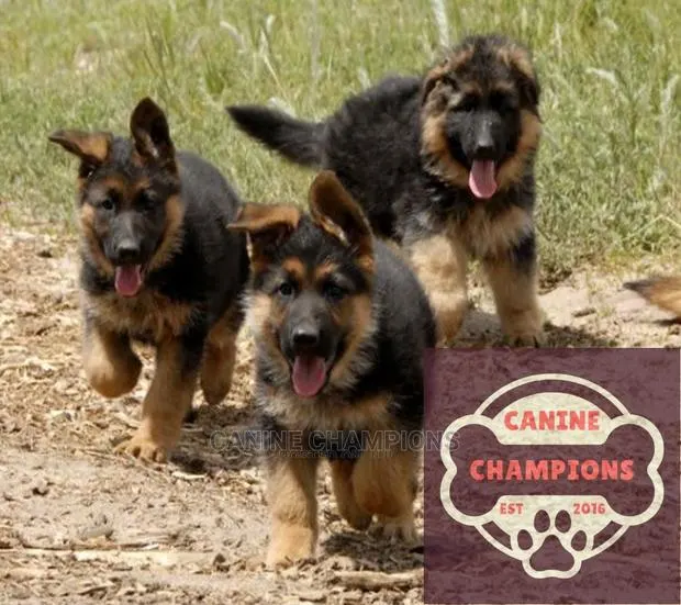 1-3 months Female Purebred German Shepherd · Photo 1