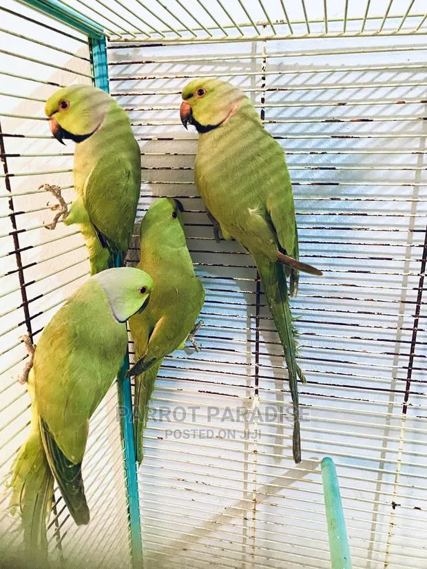 Indian Rose Ringneck Parrot · Photo 1