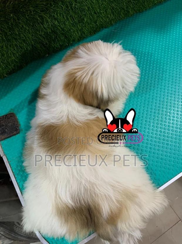 1-3 months Male Purebred Shih Tzu · Photo 2