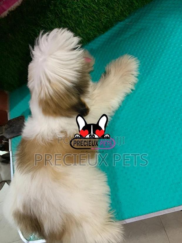 1-3 months Male Purebred Shih Tzu · Photo 4