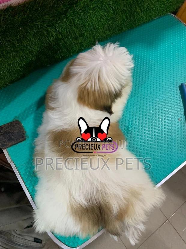 1-3 months Male Purebred Shih Tzu · Photo 3
