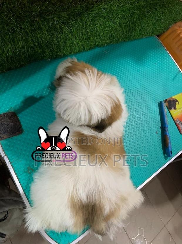 1-3 months Male Purebred Shih Tzu · Photo 1