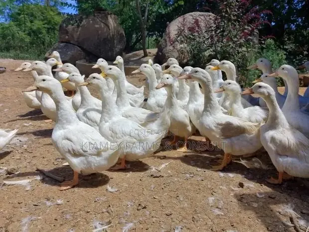 Pekins Duck · Photo 1