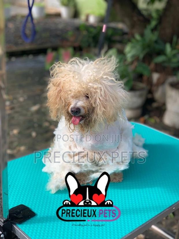 Precieux Pets Grooming Service 001 · Photo 2