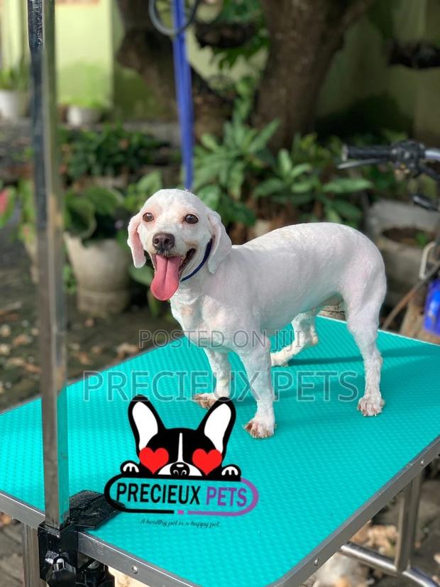 Precieux Pets Grooming Service 001 · Photo 4