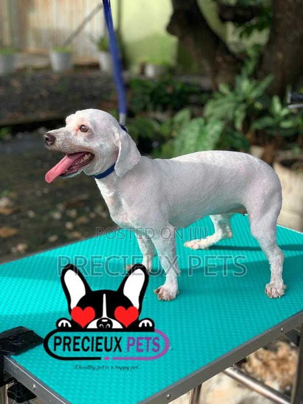 Precieux Pets Grooming Service 001 · Photo 3