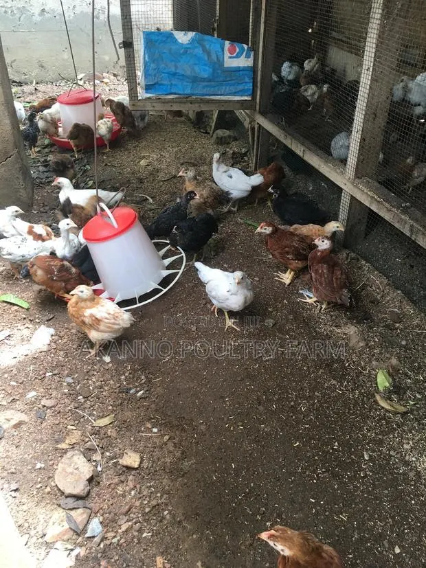 6 Weeks Chicks · Photo 1