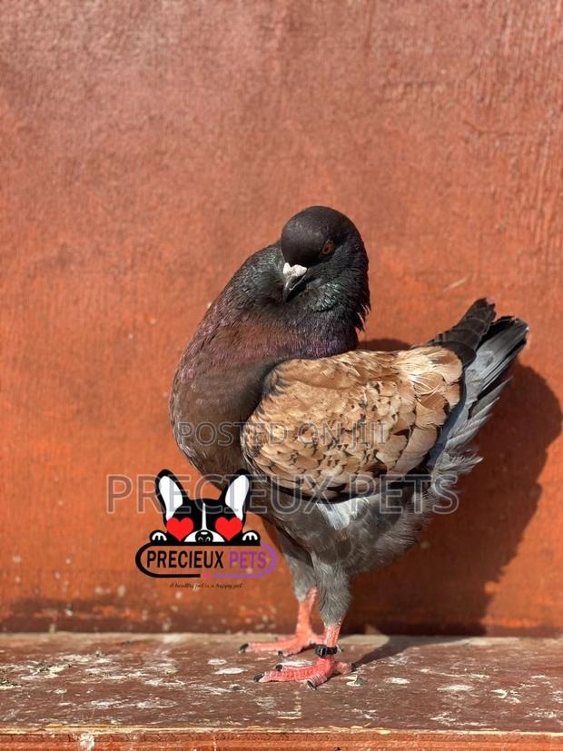 1 Pair Mordena Fancy Pigeons · Photo 2
