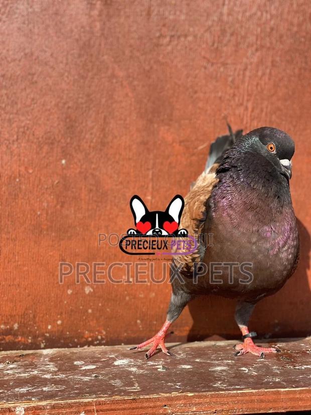1 Pair Mordena Fancy Pigeons · Photo 1