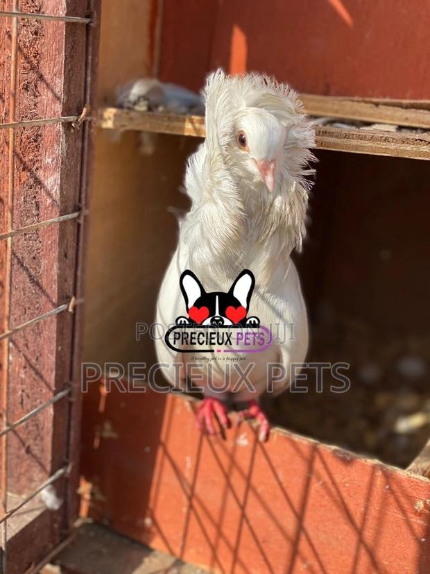 1 Pair Of Jacobins Fancy Pigeons · Photo 2