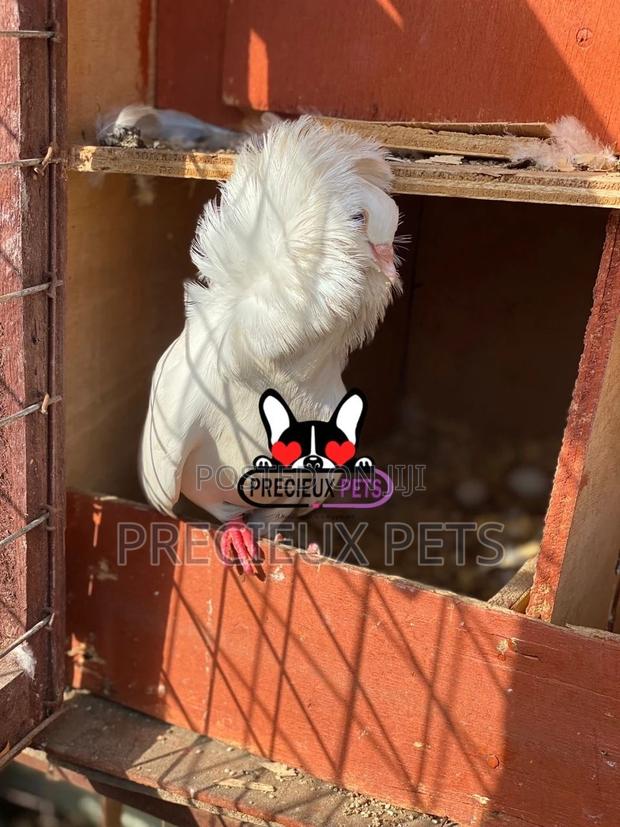 1 Pair Of Jacobins Fancy Pigeons · Photo 3