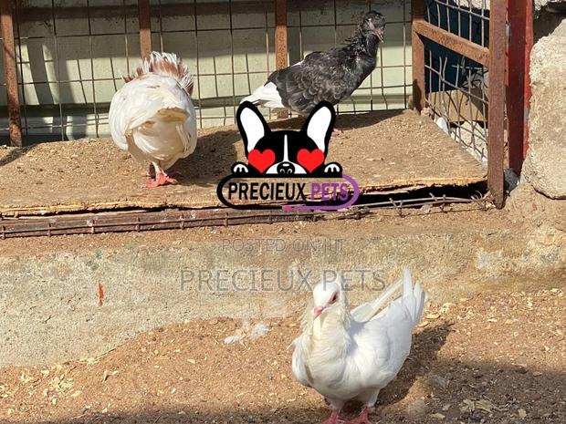 1 Pair Of Jacobins Fancy Pigeons · Photo 4