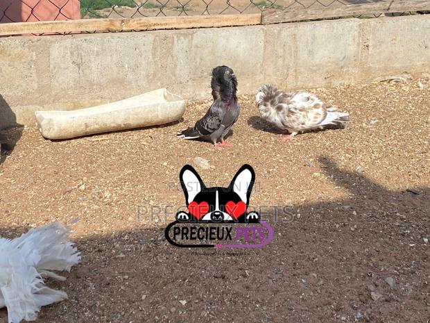 1 Pair Of Jacobins Fancy Pigeons · Photo 5