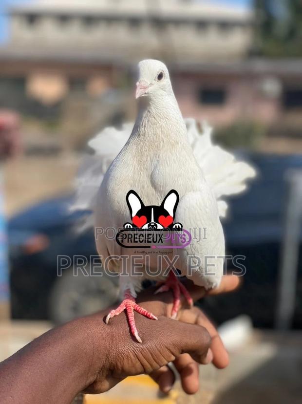 1 Pair English White Fantail Pigeons · Photo 1