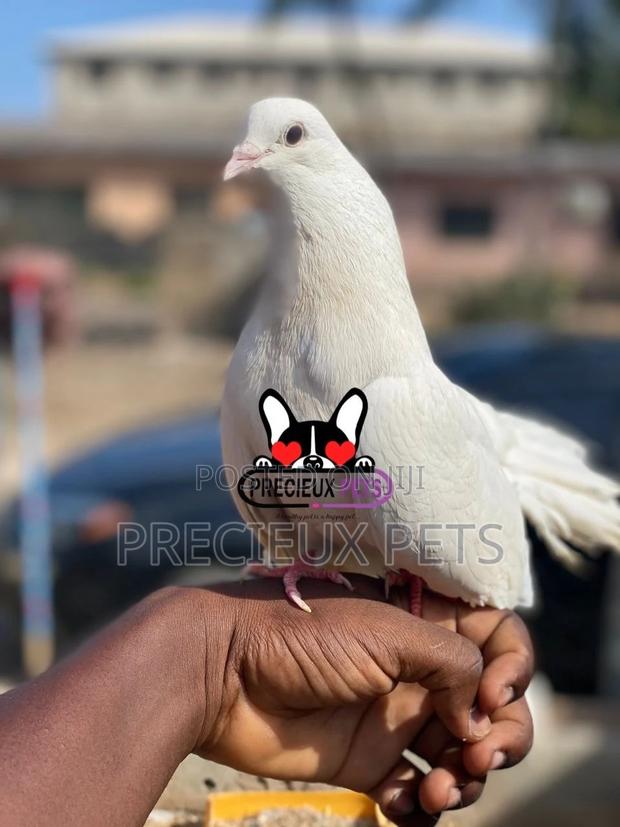 1 Pair English White Fantail Pigeons · Photo 2