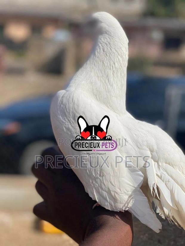 1 Pair English White Fantail Pigeons · Photo 3