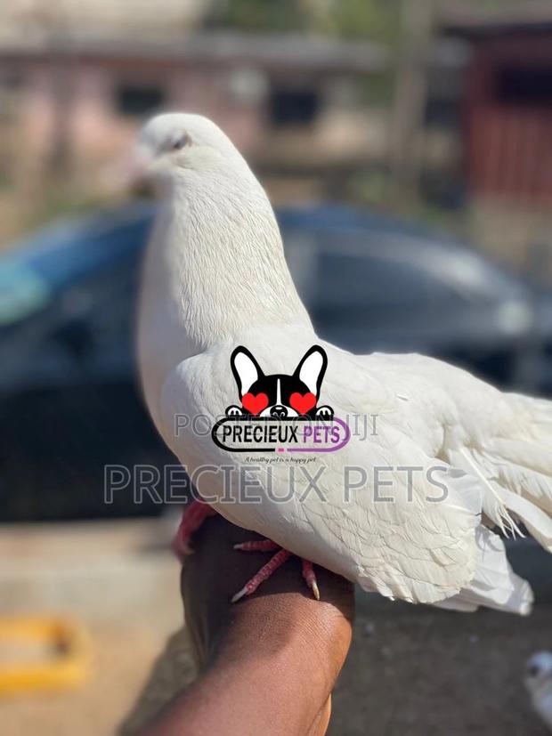 1 Pair English White Fantail Pigeons · Photo 4