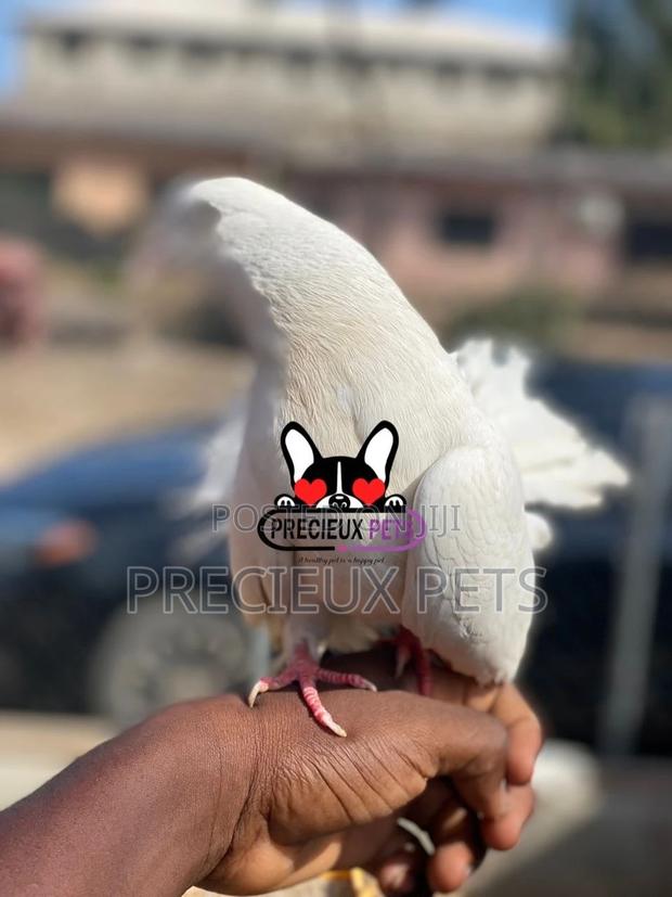 1 Pair English White Fantail Pigeons · Photo 8