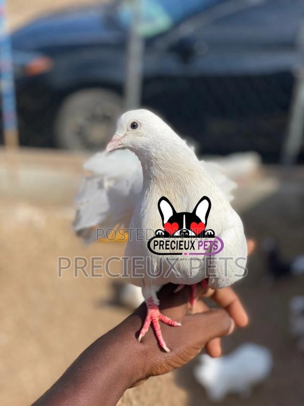 1 Pair English White Fantail Pigeons · Photo 6