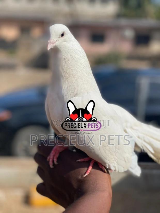 1 Pair English White Fantail Pigeons · Photo 7