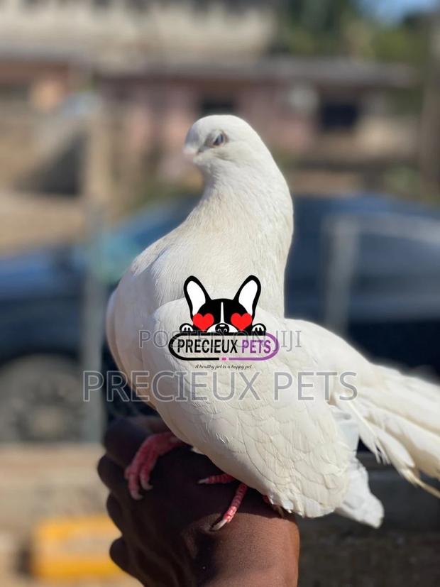 1 Pair English White Fantail Pigeons · Photo 5