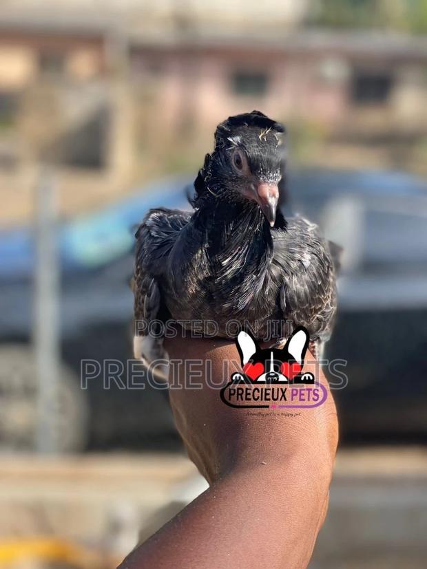 Single Female Baby Jacobins Pigeons · Photo 1