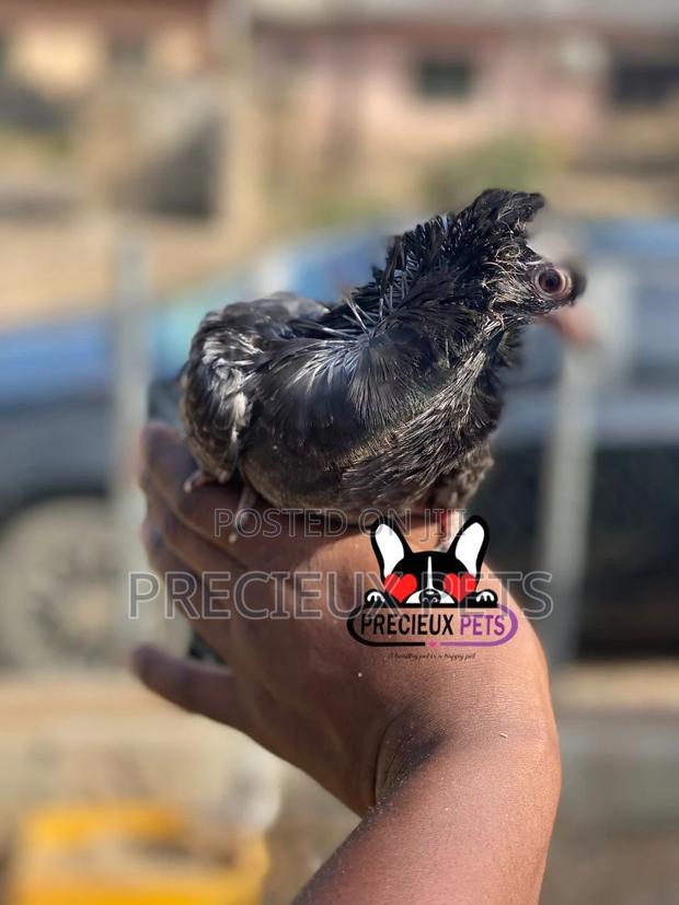 Single Female Baby Jacobins Pigeons · Photo 2