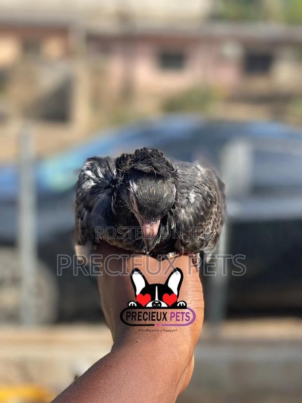 Single Female Baby Jacobins Pigeons · Photo 3
