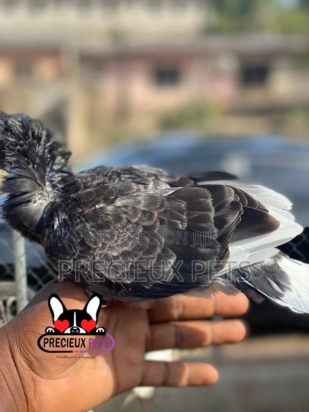 Single Female Baby Jacobins Pigeons · Photo 4