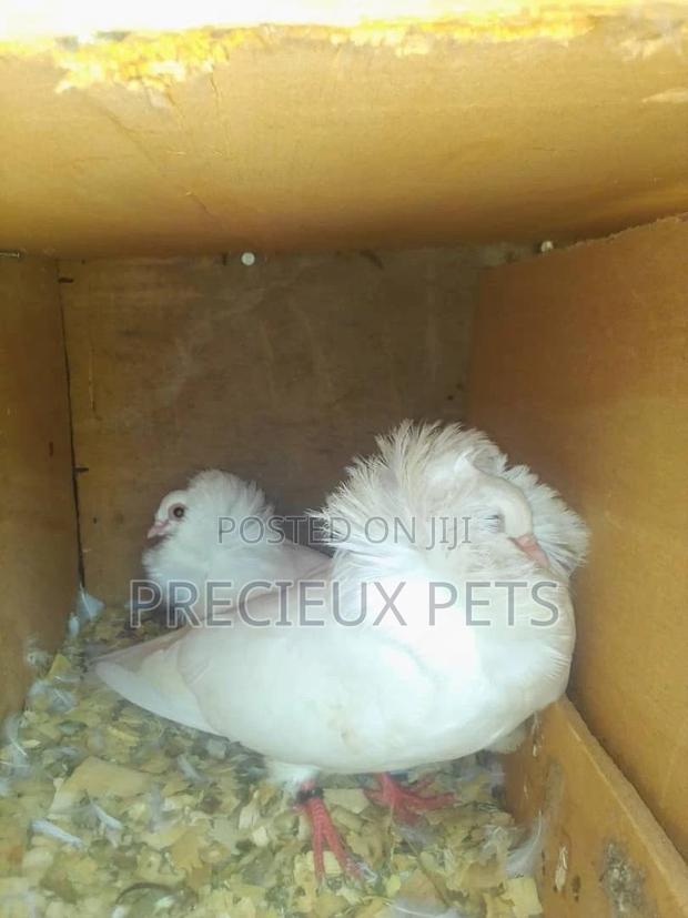 Fancy Pigeons For Sale · Photo 1