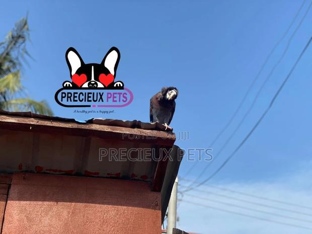 Fancy Pigeons For Sale · Photo 2