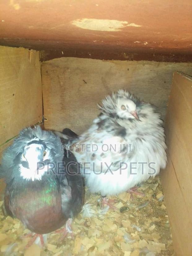 Fancy Pigeons For Sale · Photo 3