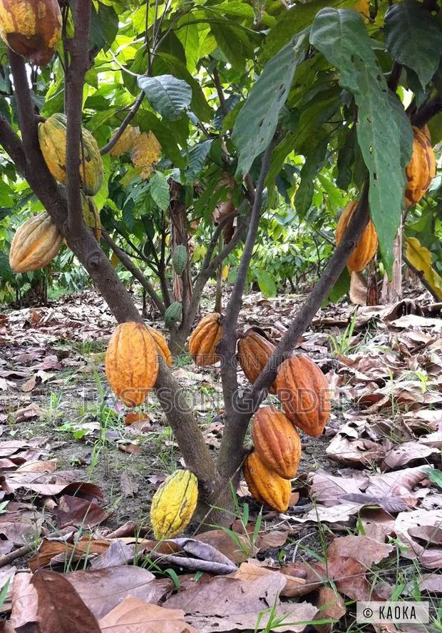 Exotic Cocoa Seedling · Photo 4