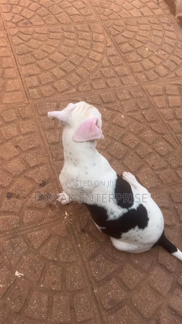 3-6 months Female Purebred American Pit Bull Terrier · Photo 1