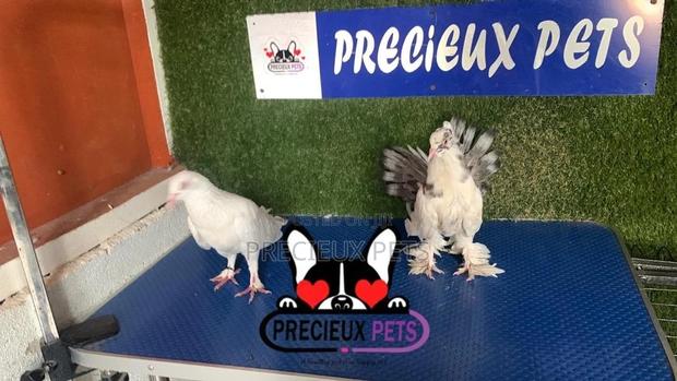 1 Pair of Mixed Fancy Pigeons · Photo 1